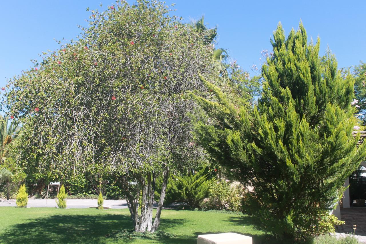 Garden Corner Guesthouse Beaufort West Exterior foto